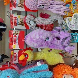 animal-planet-cookridge-24 image for Animal Planet Cookridge,34 Tinshill Rd, Cookridge, Leeds, West Yorkshire, LS16 7DU